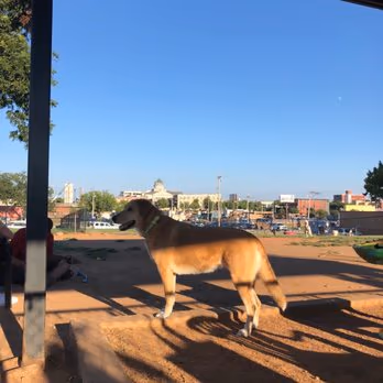 Midtown Mutts Dog Park